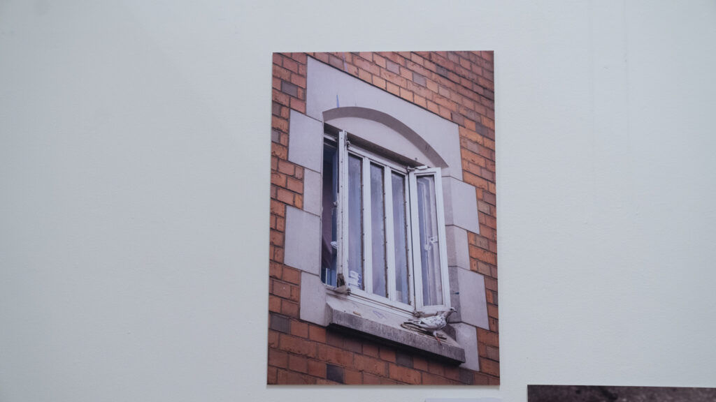 Pigeon perches on a cell window, HMP/YOI Lincoln, 2022
