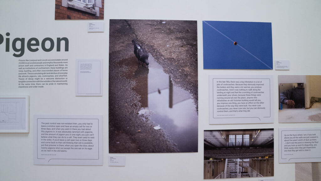 Two pigeons, HMP/YOI Lincoln, 2022